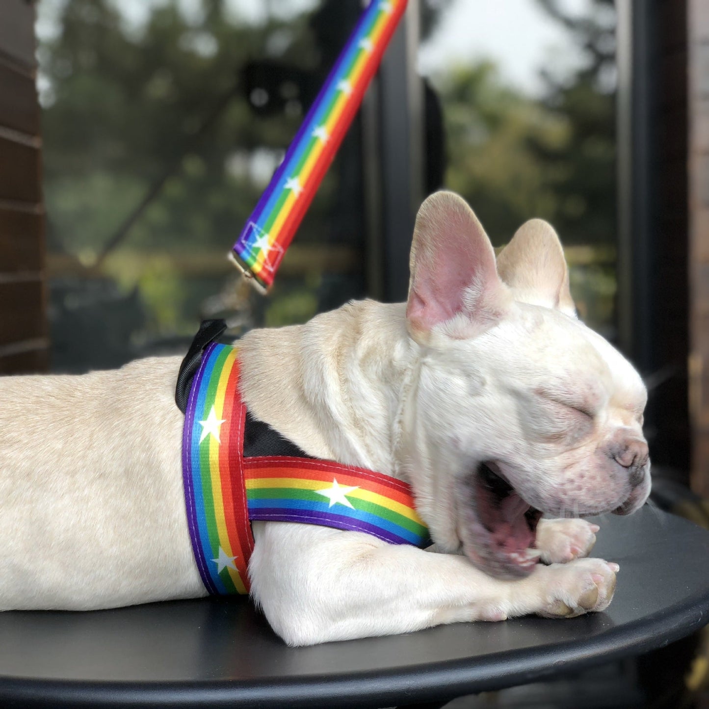 Cooles Hundegeschirr in Regenbogen Design - Shopteufel