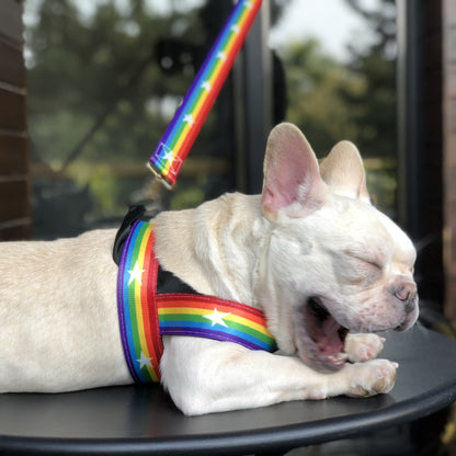 Cooles Hundegeschirr in Regenbogen Design - Shopteufel