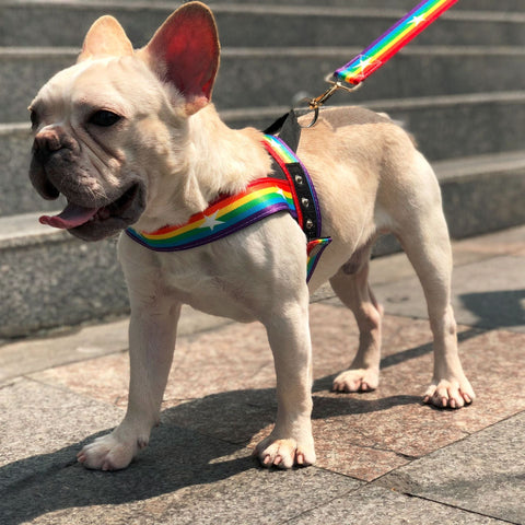 Cooles Hundegeschirr in Regenbogen Design
