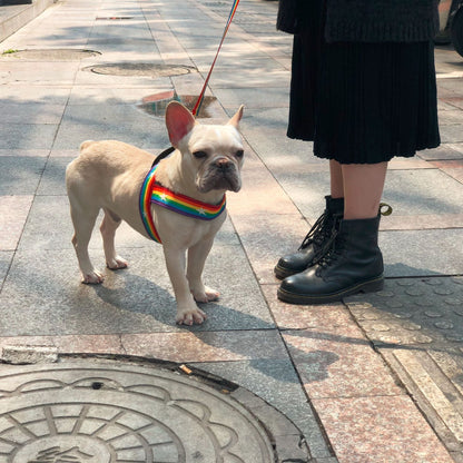 Cooles Hundegeschirr in Regenbogen Design - Shopteufel