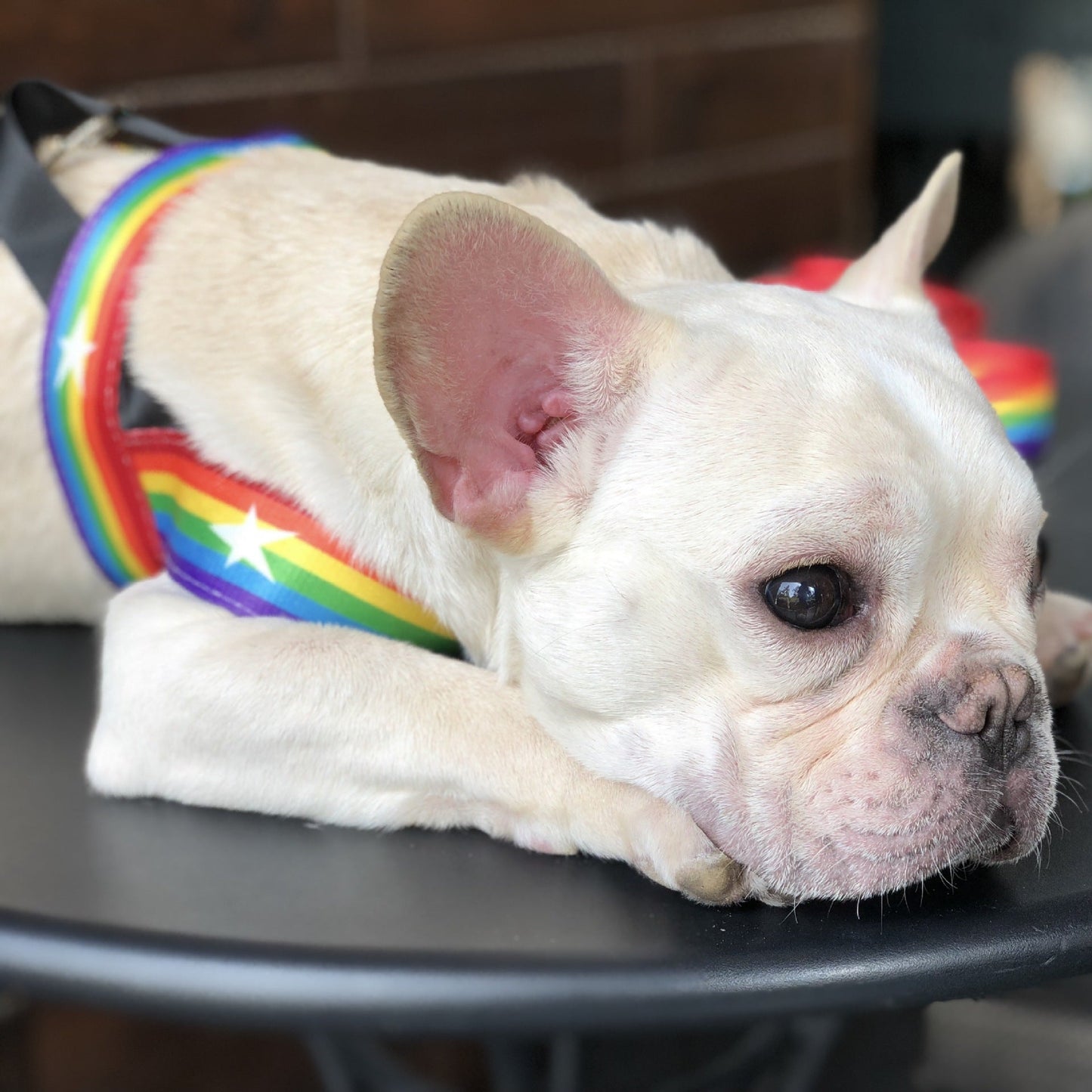 Cooles Hundegeschirr in Regenbogen Design - Shopteufel