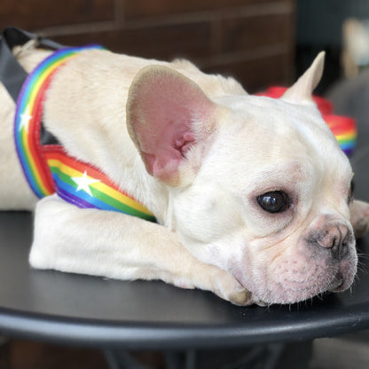 Cooles Hundegeschirr in Regenbogen Design - Shopteufel