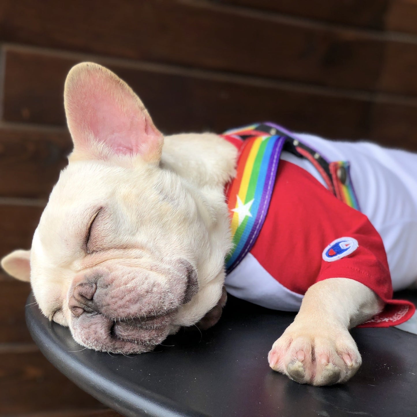 Cooles Hundegeschirr in Regenbogen Design - Shopteufel